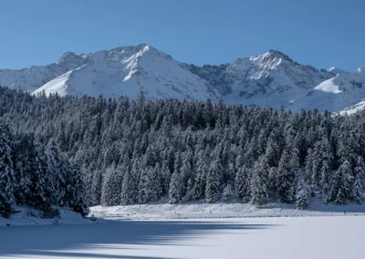 Forêt de sapins